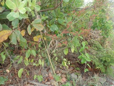Calliandra parviflora, photographed by Tsssss