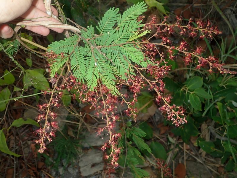 Calliandra parviflora, photographed by Tsssss