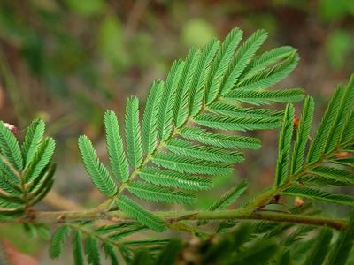 Calliandra parviflora, photographed by Tsssss