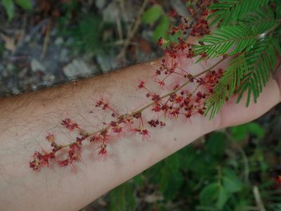 Calliandra parviflora, photographed by Tsssss