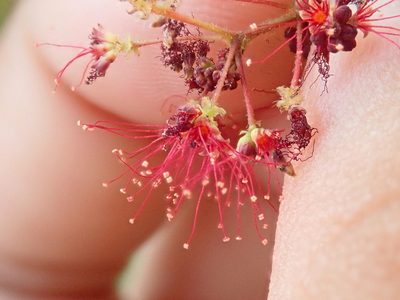 Calliandra parviflora, photographed by Tsssss