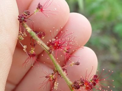 Calliandra parviflora, photographed by Tsssss