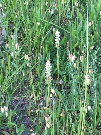 Satyrium ligulatum, photographed by Tony Rebelo