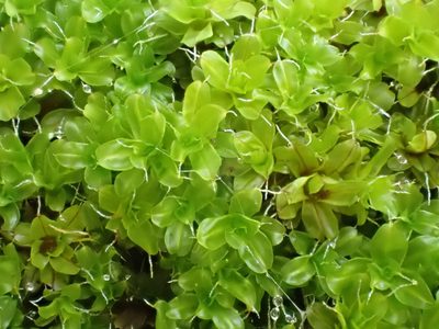 Syntrichia virescens, photographed by Jerry Lanfear