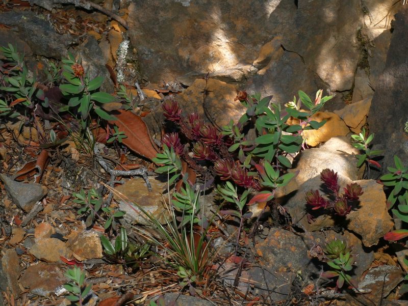 Sedum morrisonense, photographed by Jacy Chen