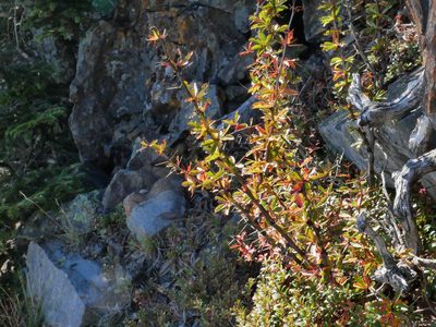 Berberis morrisonensis, photographed by Jacy Chen