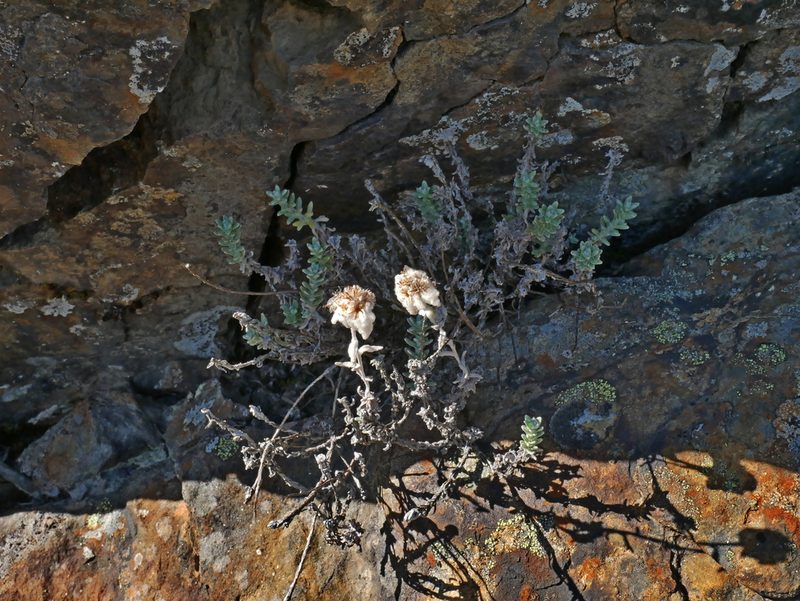 Leontopodium microphyllum, photographed by Jacy Chen