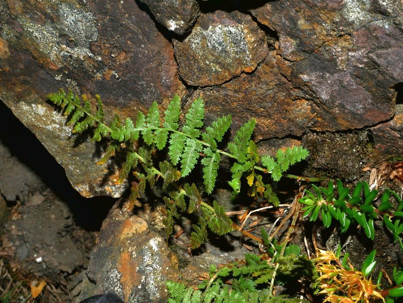 Dryopteris alpestris, photographed by Jacy Chen