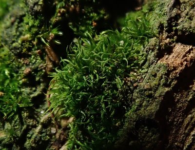 Orthodontium lineare, photographed by Daniel Cahen