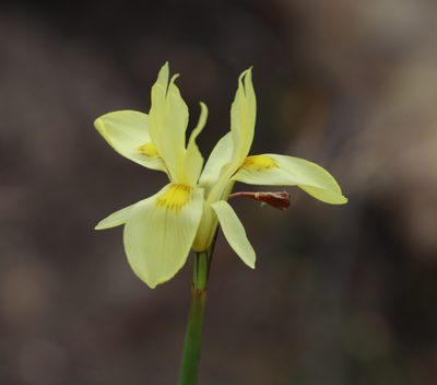 Moraea neglecta, photographed by Tony Rebelo