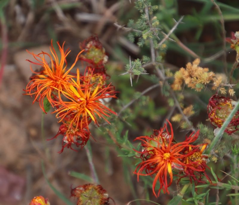 Drosanthemum flavum, photographed by Tony Rebelo