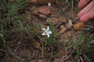 Prismatocarpus pedunculatus, photographed by Tony Rebelo