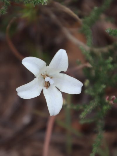 Prismatocarpus pedunculatus, photographed by Tony Rebelo