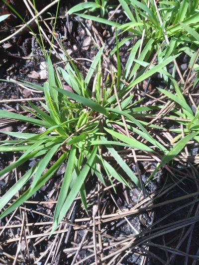 Dichanthelium ensifolium, photographed by Scott Ward