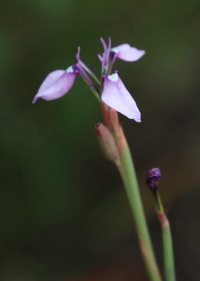 Moraea debilis, photographed by Tony Rebelo