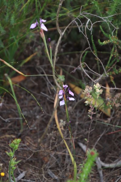 Moraea debilis, photographed by Tony Rebelo