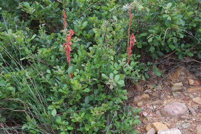 Watsonia aletroides, photographed by Tony Rebelo