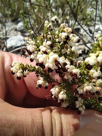 Erica suffulta, photographed by Seth Musker