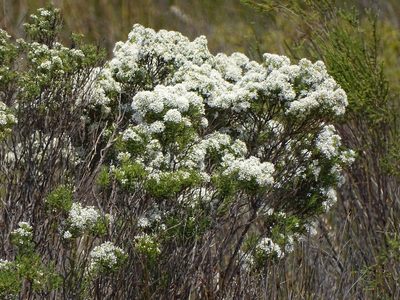Agathosma bisulca, photographed by Shaun Swanepoel