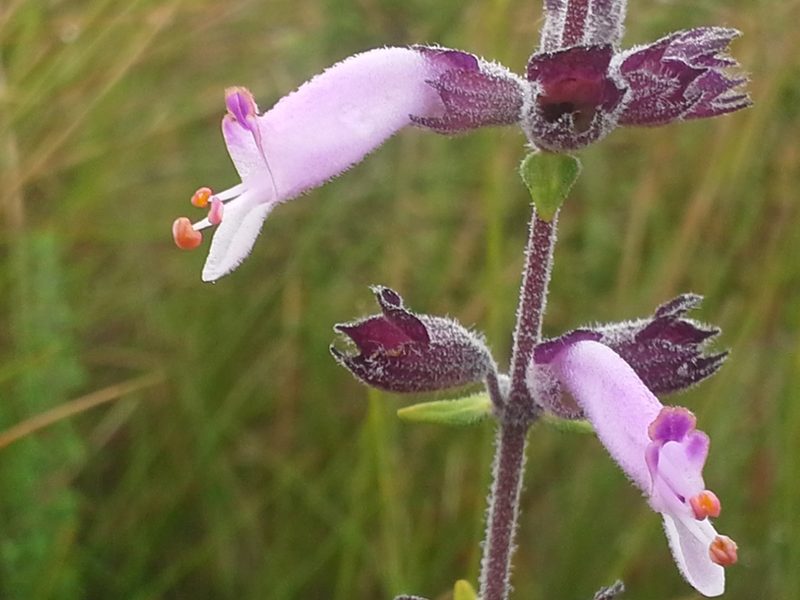 Syncolostemon heterophyllus, photographed by Jimmy Whatmore