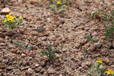 Astragalus acutirostris, photographed by Steve Matson