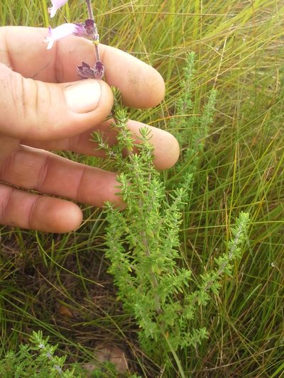 Syncolostemon heterophyllus, photographed by Jimmy Whatmore