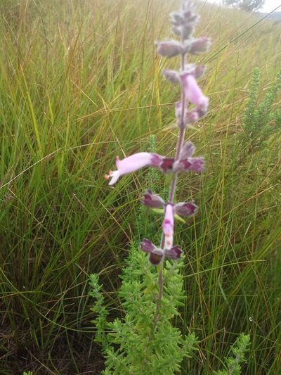 Syncolostemon heterophyllus, photographed by Jimmy Whatmore