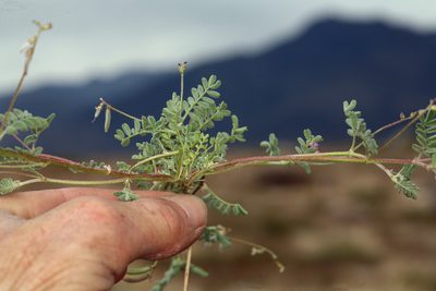 Astragalus acutirostris, photographed by Steve Matson