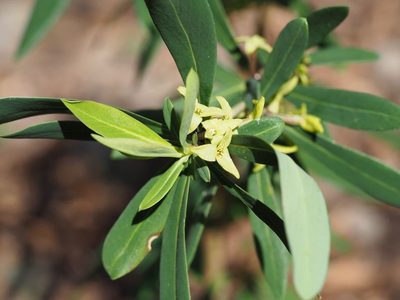 Daphne pseudomezereum, photographed by Yoshimasa Uchiyama