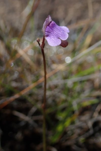 Genlisea hispidula, photographed by Jimmy Whatmore