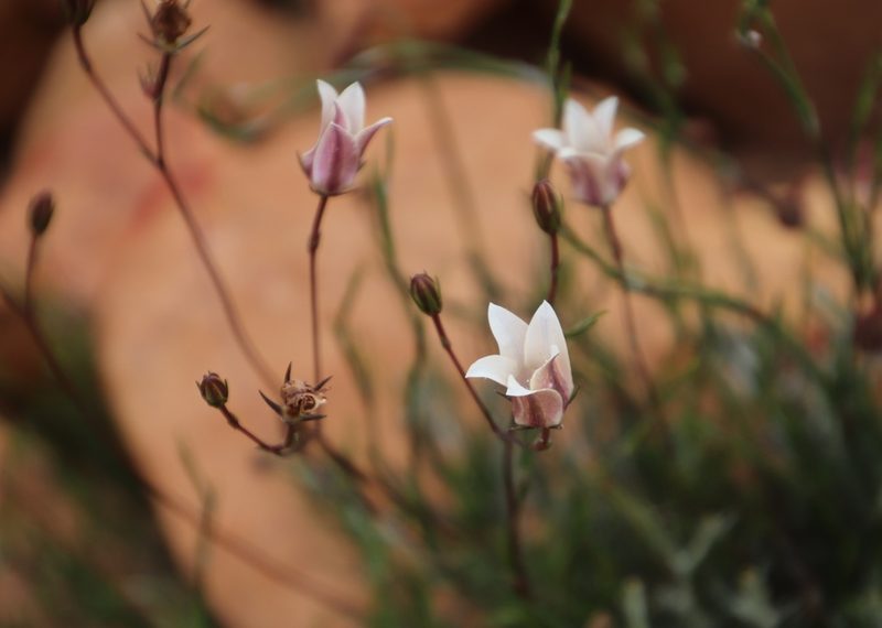 Prismatocarpus pedunculatus, photographed by Tony Rebelo