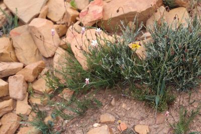 Prismatocarpus pedunculatus, photographed by Tony Rebelo