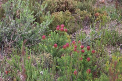 Leucadendron teretifolium, photographed by Tony Rebelo