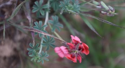 Indigofera digitata, photographed by Tony Rebelo