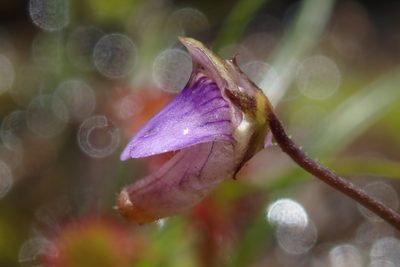 Genlisea hispidula, photographed by Jimmy Whatmore