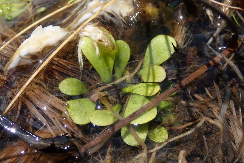 Genlisea hispidula, photographed by Jimmy Whatmore