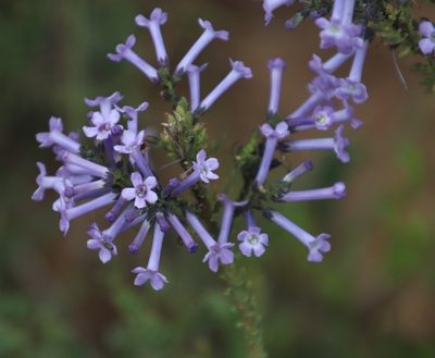 Freylinia undulata, photographed by Tony Rebelo
