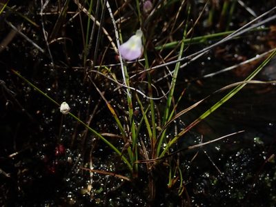 Utricularia livida, photographed by Jimmy Whatmore