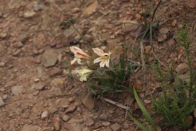 Gladiolus floribundus, photographed by Tony Rebelo