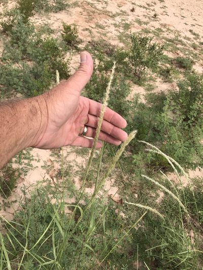 Pappophorum philippianum, photographed by CK2AZ
