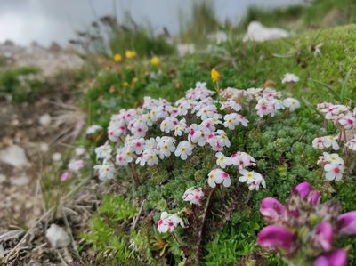 Androsace villosa, photographed by Matteo Piccinini