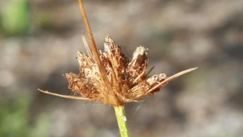 Bulbostylis warei, photographed by Jay Horn