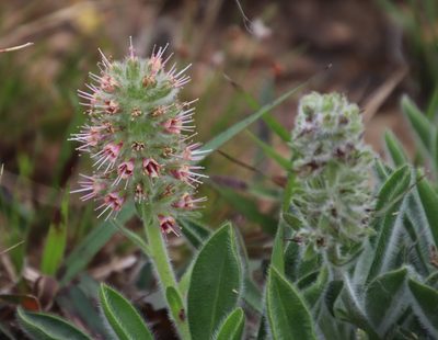 Echiostachys ecklonianus, photographed by Tony Rebelo
