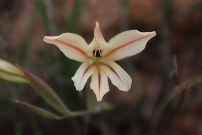 Gladiolus floribundus, photographed by Tony Rebelo