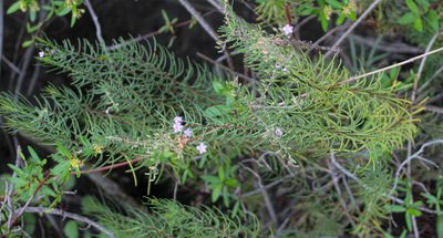 Campylanthus salsoloides, photographed by Tero Linjama
