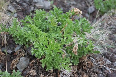 Astydamia latifolia, photographed by Tero Linjama
