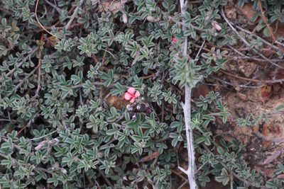 Indigofera priorii, photographed by Tony Rebelo