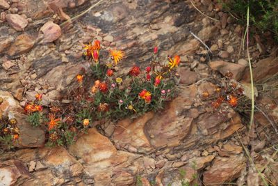 Drosanthemum flavum, photographed by Tony Rebelo