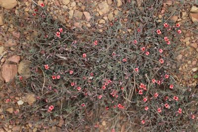 Indigofera priorii, photographed by Tony Rebelo