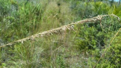 Sorghastrum secundum, photographed by Jay Horn